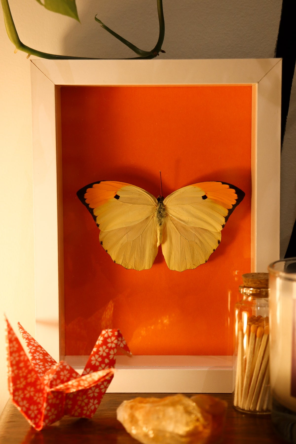 a yellow orange and black butterfly framed in a white frame with orange backing sits on an occassional table