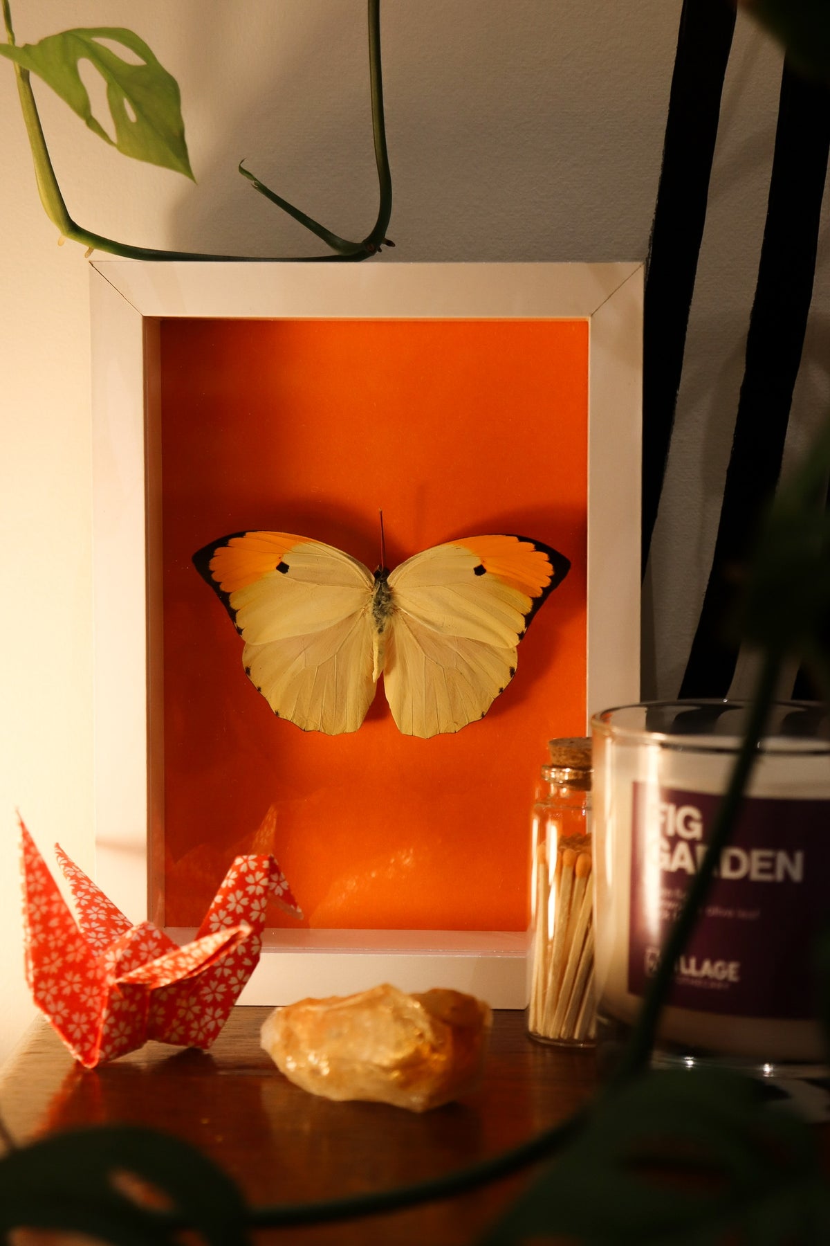 a yellow orange and black butterfly framed in a white frame with orange backing sits on an occassional table