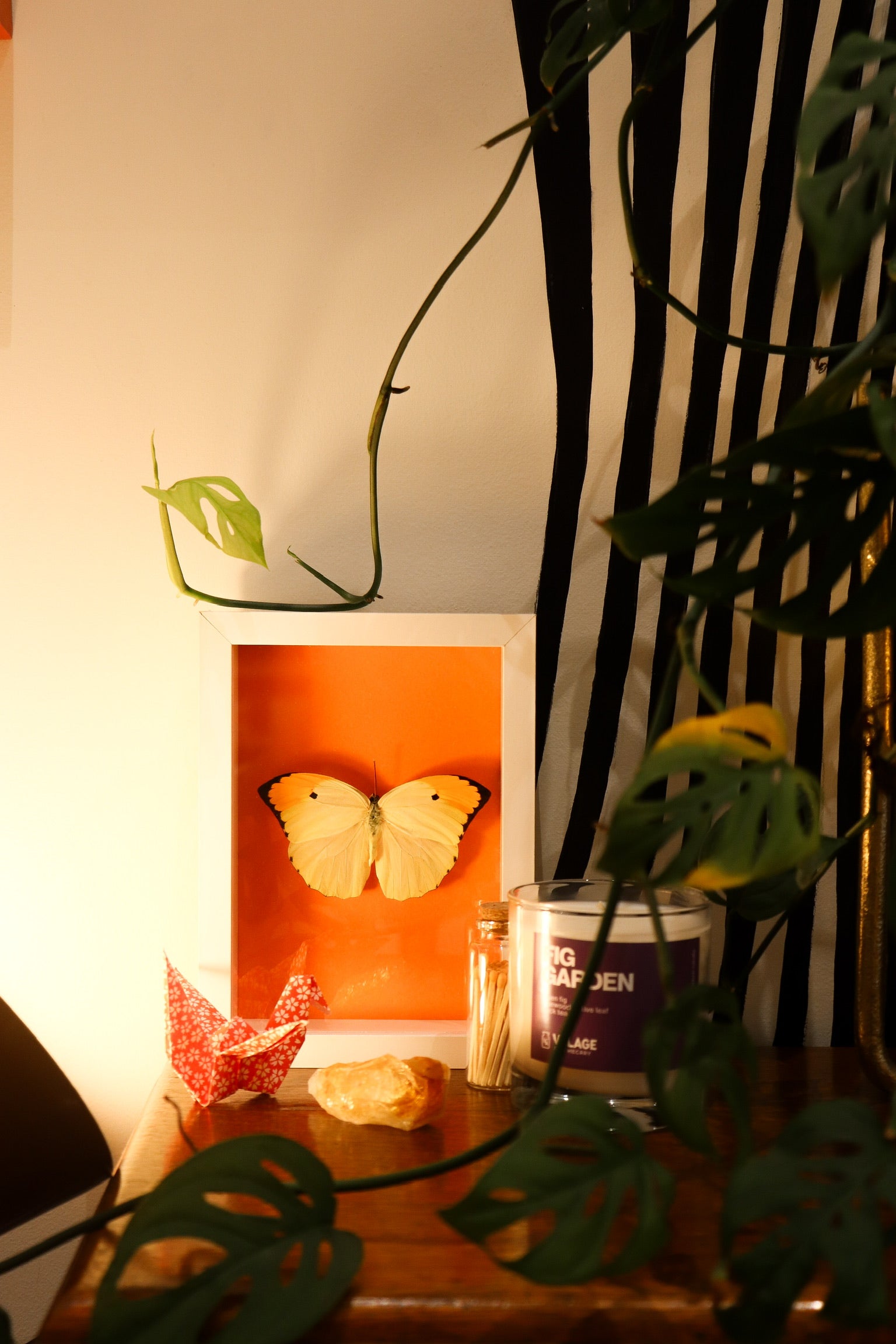 a yellow orange and black butterfly framed in a white frame with orange backing sits on an occassional table